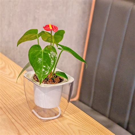 套房植物風水|「室內開運植物」推薦這5種！「火鶴花」美觀又招桃。